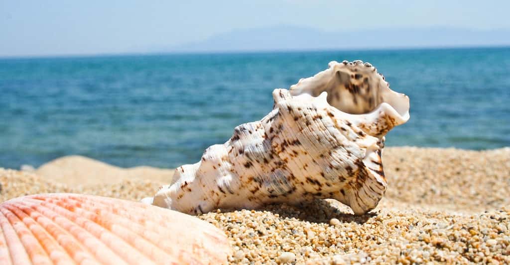 Si l’on croit entendre le bruit de la mer dans les coquillages, c’est parce que nous associons ces objets à nos vacances au bord de l’eau. © KRPhotography, Pixabay, CC0 Public Domain