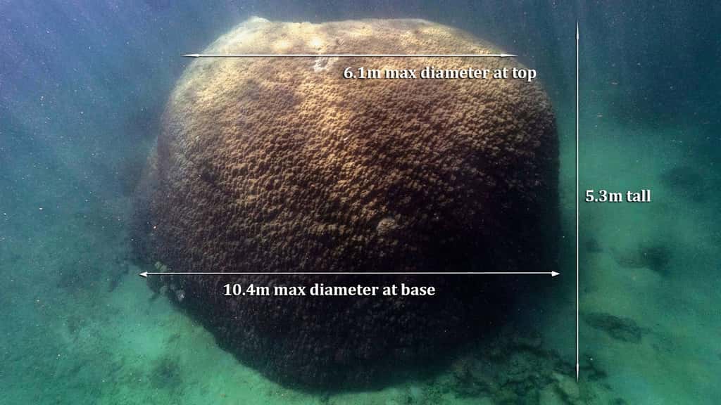 Le massif de <em>Porites</em> est le plus large jamais identifié au niveau de la Grande Barrière de corail. © Smith et al, 2021