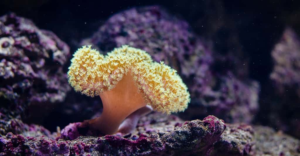 Une étude montre que des espèces clés – car constituant notamment l’habitat d’autres espèces –, comme les coraux, sont gravement menacées par l’acidification des océans. © FotoshopTofs, Pixabay, CC0 Creative Commons