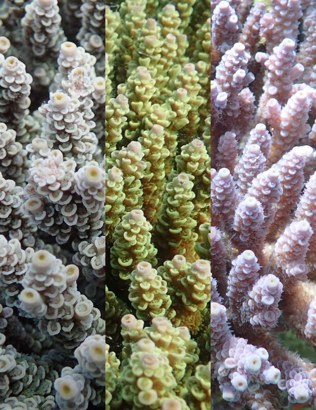 De gauche à droite : la forme brune, jaune-vert, et violette des coraux étudiés. © Daisuke Kezuka