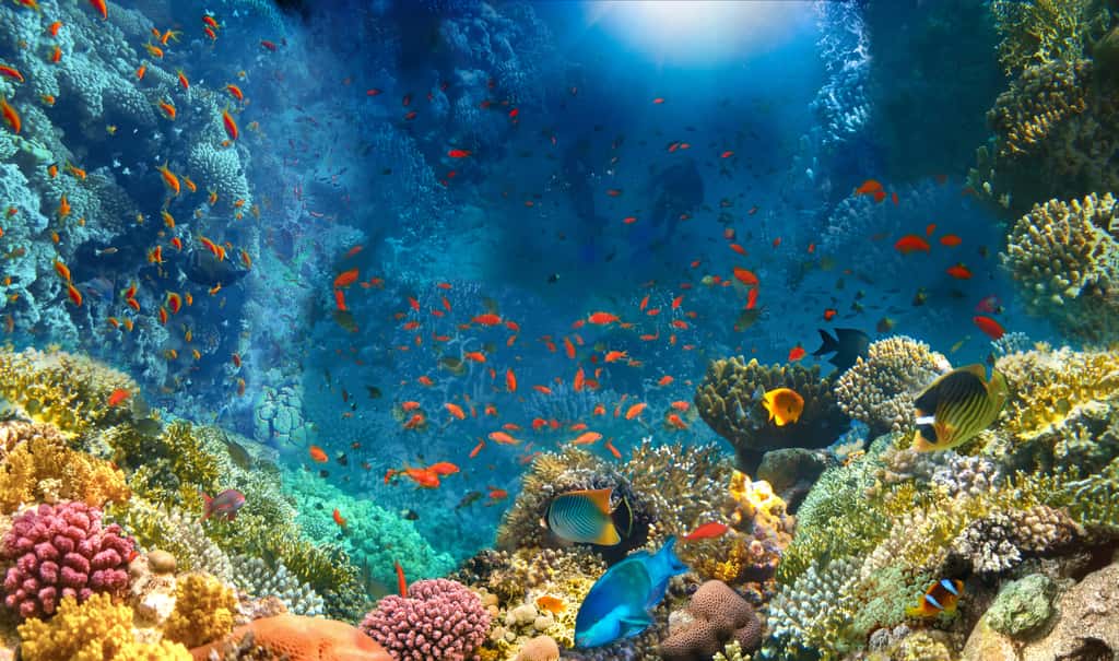 Les coraux sont des animaux qui vivent, la plupart du temps, dans des colonies appelées « polypes ». Dotés d'un exosquelette calcaire, les coraux dits constructeurs de récifs font partie de l'ordre des <em>Scleractinia</em>. Ils vivent souvent en symbiose avec des végétaux unicellulaires comme des algues. © Solarisys, Adobe Stock