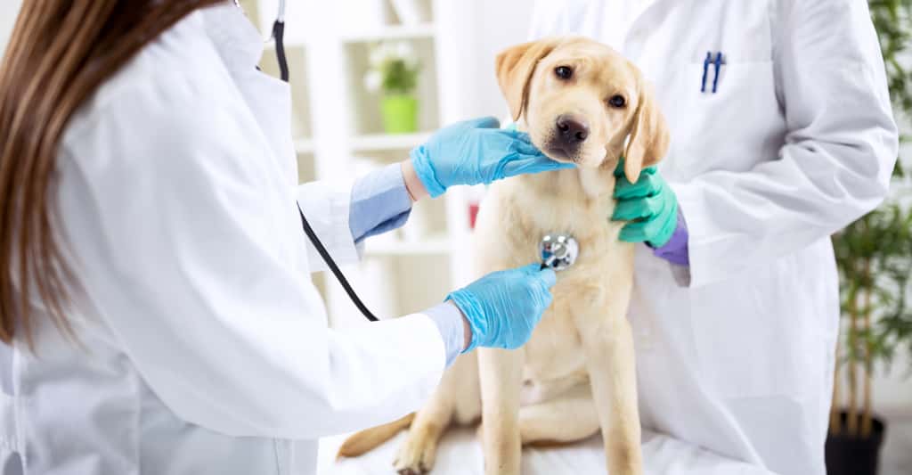En cas de coup de chaleur, des toxines sont libérées dans le sang du chien. Non traité par un vétérinaire, le phénomène peut entraîner un trouble du rythme cardiaque qui peut être fatal au chien, même 48 heures après l’accident. © didesign, Fotolia
