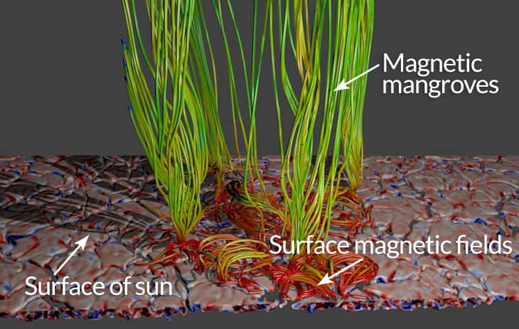  Modèle complet illustrant une fine couche de plasma en ébullition, proche de la surface solaire (<em>Surface of sun</em>), responsable de la génération du champ magnétique (<em>Surface magnetic fields</em>) en surface (bleu-rouge). En émergeant sous forme de tubes de lignes de champ (en vert), il crée une « végétation » rappelant une mangrove (<em>Magnetic mangroves</em>), ce qui permet le chauffage des diverses couches de l’atmosphère solaire. © Tahar Amari / Centre de physique théorique.