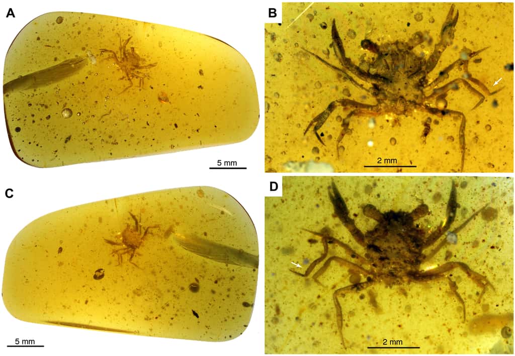 Le crabe <em>Cretapsara athanata</em> a été inclus dans de l'ambre alors qu'il était encore vivant. © Luque et <em>al.</em>, 2021