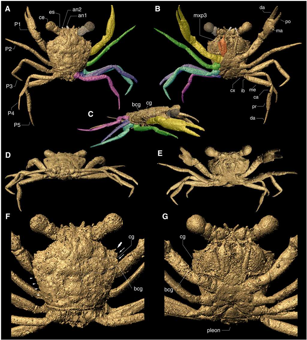 La microtomographie à rayons X permet d'analyser finement l'anatomie du crabe sans endomager le spécimen et alors que celui-ci est encore dans l'ambre. © Luque et <em>al.</em>, 2021