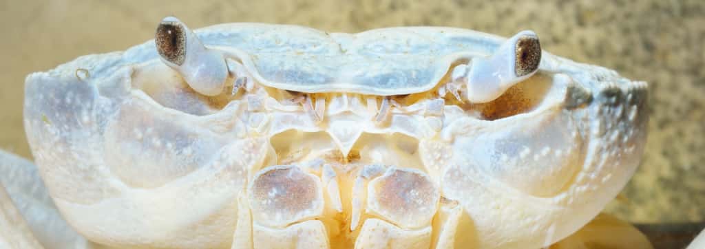 Le crabe du genre <em>Potamon</em> (ici un spécimen albinos) a conquis les milieux d'eau douce. © Alex Stemmers, Adobe Stock