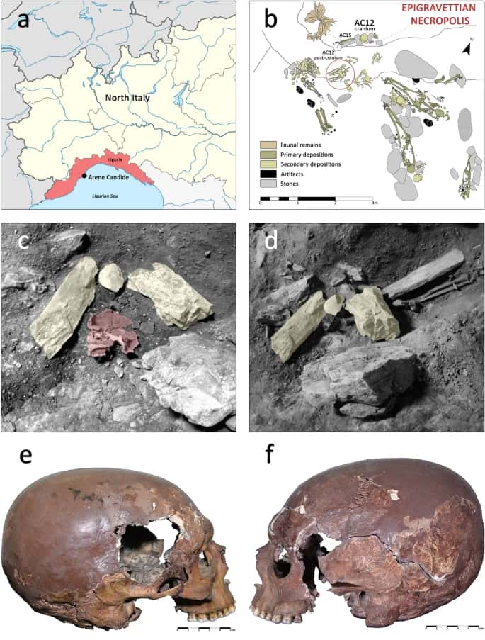 La structure morphologique du crâne AC12, retrouvé dans la grotte d'Arene Candide, est bien différente de celle des chasseurs-cueilleurs de la région ayant vécu à la même période. © Dori <em>and al.</em>