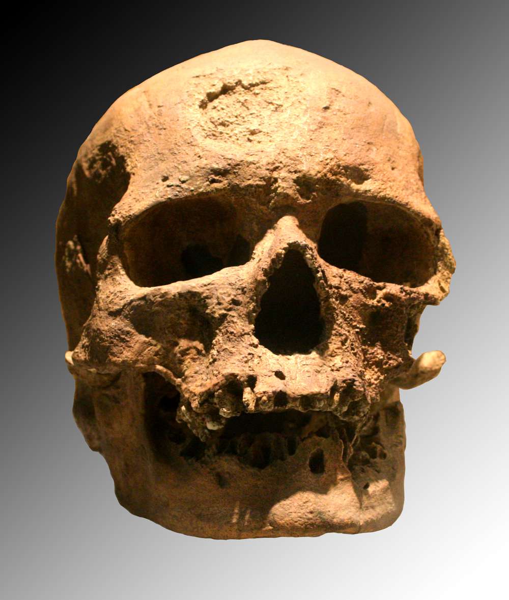 Crâne d'un homme de Cro-Magnon, un des représentants de l'espèce <em>Homo sapiens</em>. © Wikimedia Commons, cc by sa 3.0