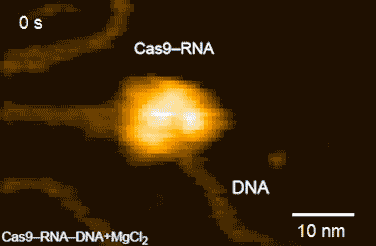 Ce GIF animé montre CRISPR-Cas9 en pleine action, en train de couper l’ADN. La flèche violette indique les fluctuations du système CRISPR-Cas9. La flèche bleue, apparaissant à droite à la fin de l’animation, indique les produits du clivage. © Kanazawa University, 2017