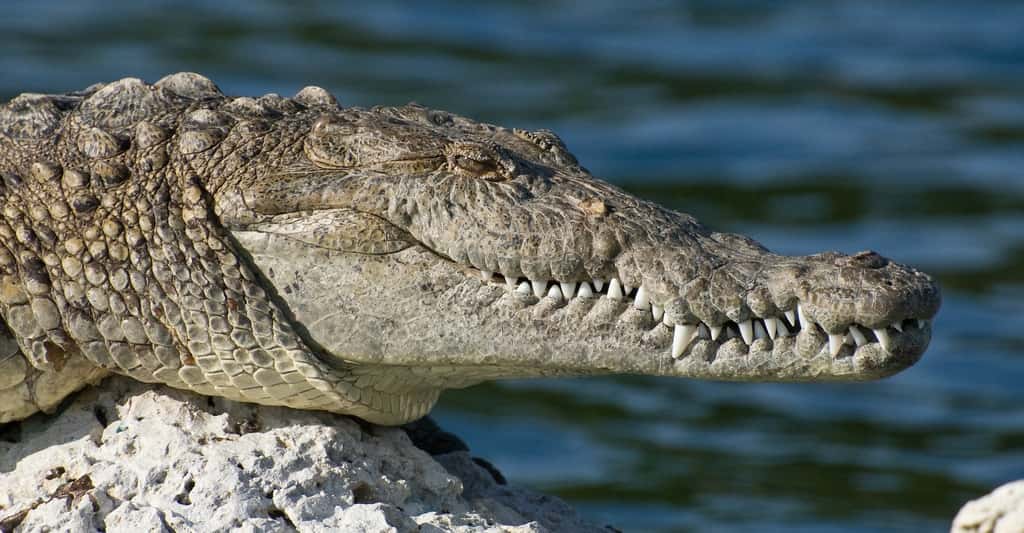 Les crocodiles chargés en méthyltestostérone pourraient se montrer plus agressifs envers les humains. © tpsdave, Pixabay, DP