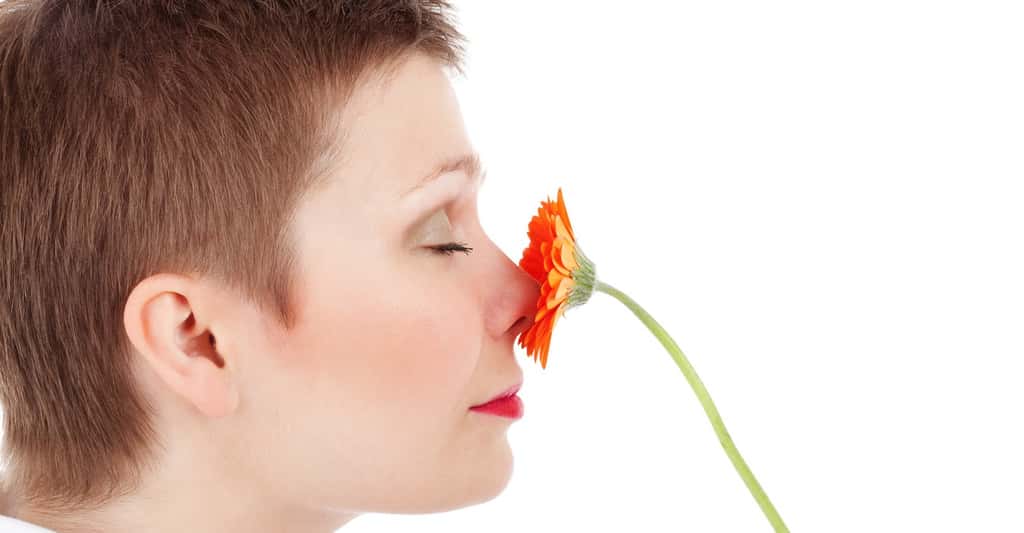 Grâce au cycle nasal, nous avons accès à un plus large panel d’odeurs. © PublicDomainPictures, Pixabay, CC0 Public Domain