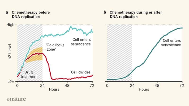 L'effet des traitements inoculés avant, pendant ou après la division cellulaire. © Nature
