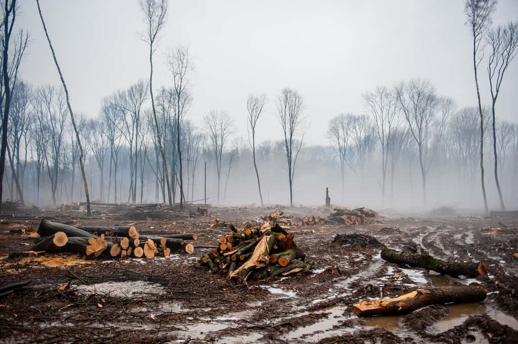 La déforestation menace la planète. © Aphotostudio, Adobe Stock
