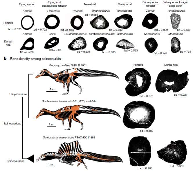 La densité osseuse a été analysée en fonction de l'écologie de diverses espèces et a permis de déterminer que, parmi les spinosauridés, <em>Spinosaurus</em> et <em>Baryonyx</em> étaient capables de chasser sous l'eau, contrairement à <em>Suchomimus</em>. © Fabbri et <em>al.</em>, 2022