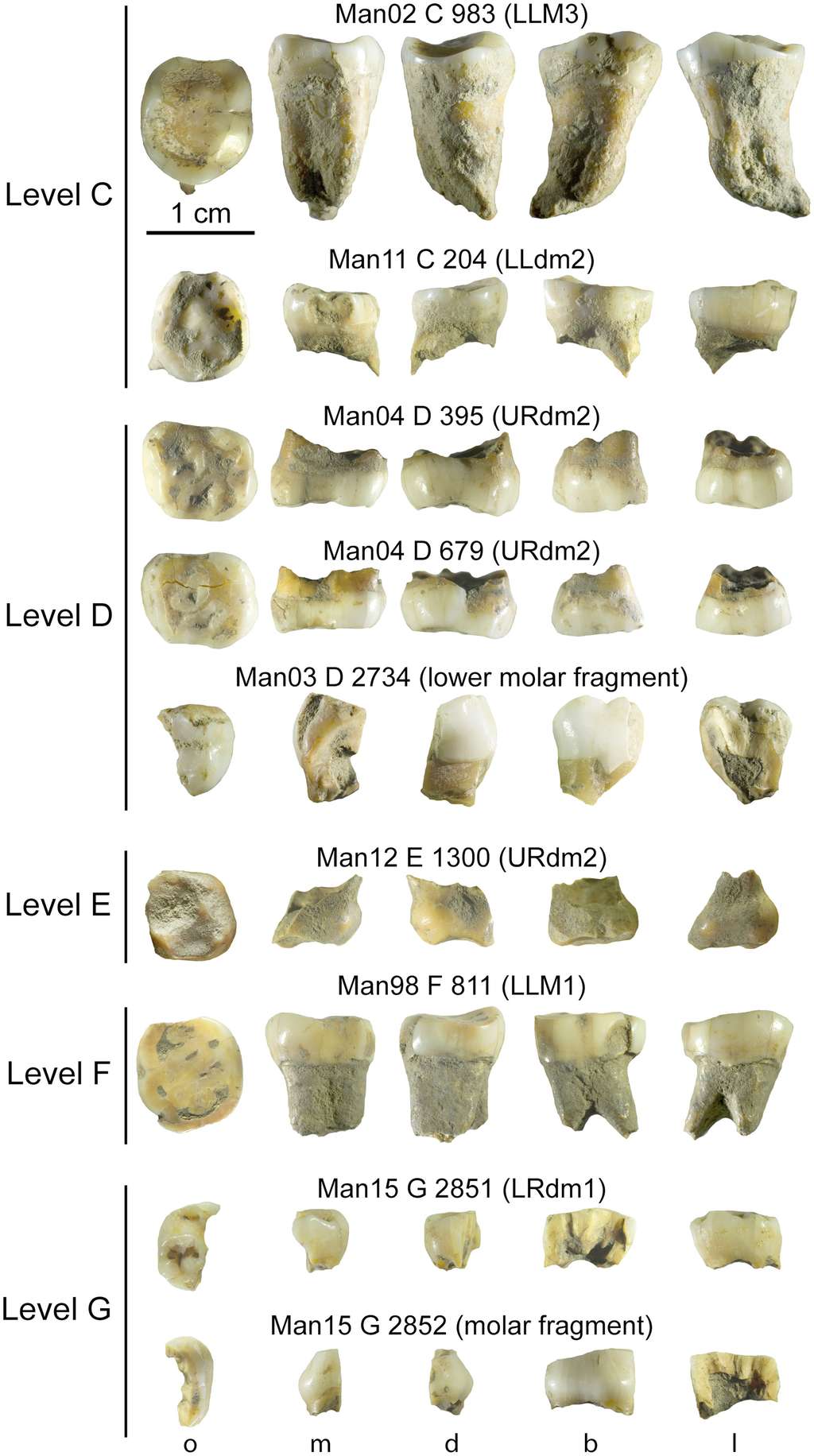 Les restes dentaires de Néandertaliens (couches C, D, F et G) et d'Homme moderne (couche F) ont été trouvés dans la grotte Mandrin. © Slimak et <em>al.</em>, 2022