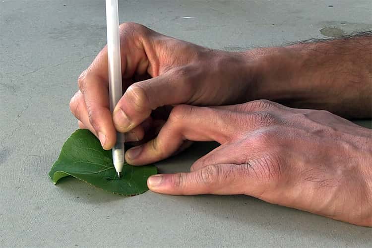 La bio-encre des chercheurs américains peut aussi être déposée à l'aide d'un stylo sur une feuille d'arbre. En théorie, on pourrait détecter de cette façon la présence de polluants. © UCSD