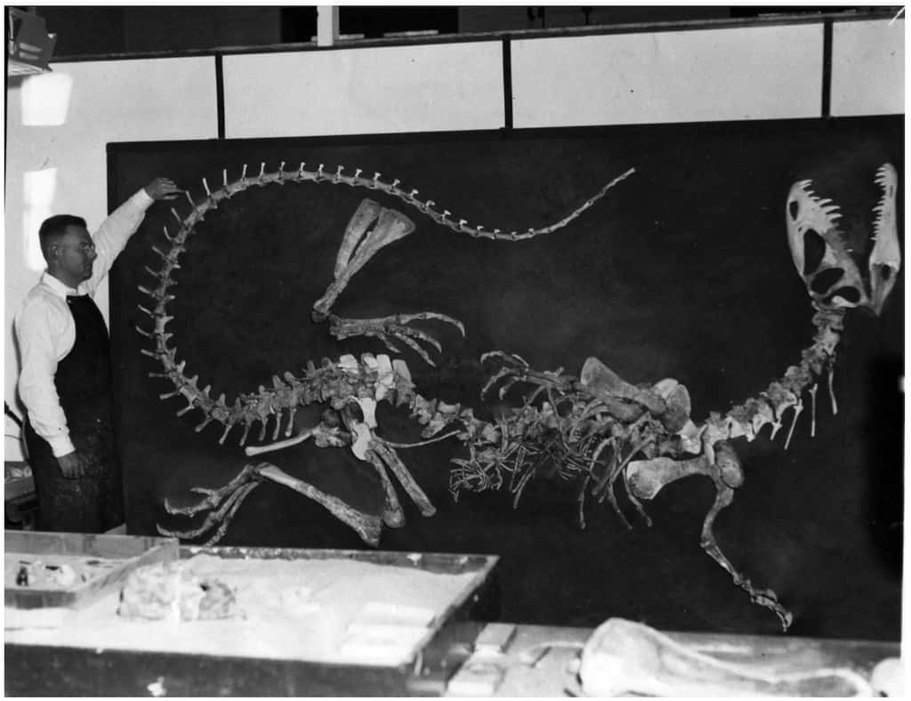 <em>Dilophosaurus</em> pouvait mesurer jusqu'à six mètres de long. © <em>Texas Vertebrate Paleontology Collections</em>
