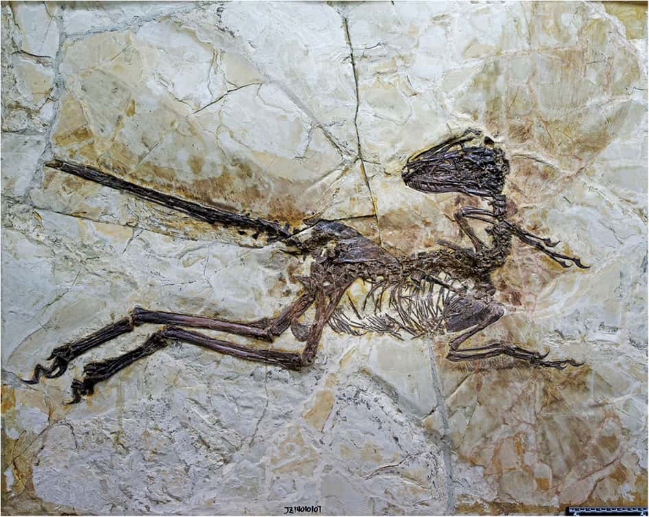 Les traces des larges plumes dont était doté <em>Zhenyuanlong suni</em> sont bien visibles sur ce fossile très complet. Elles équipaient de petits bras et ne devaient donc pas permettre à l'animal de voler. © <em>Nature</em>