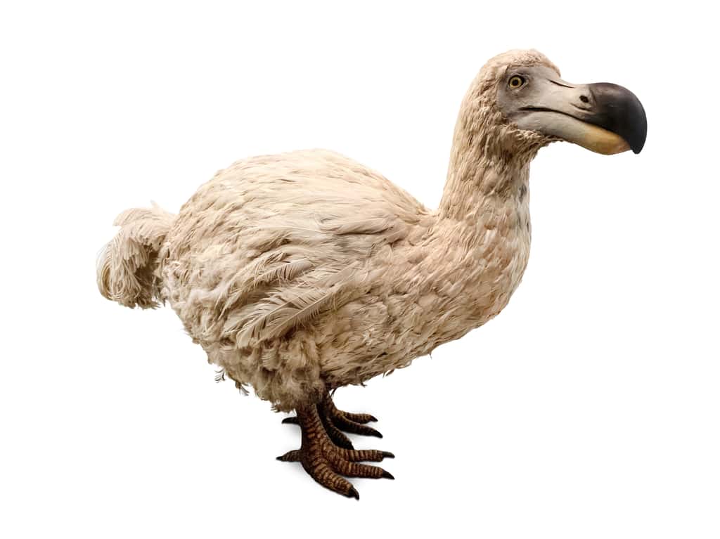 Les dodos ont disparu suite à l'arrivée de l'Homme et à l'introduction d'autres espèces prédatrices sur les îles où ils vivaient. © theartofpics, Adobe Stock