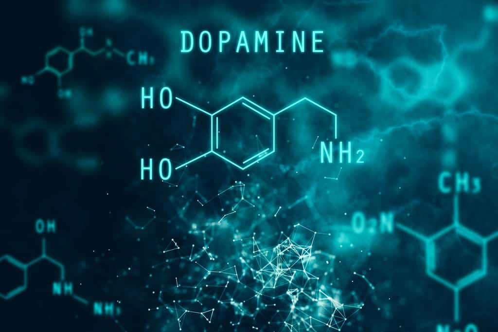 La dopamine est un neurotransmetteur nécessaire au circuit de la récompense dans le cerveau. © peshkova, Adobe Stock