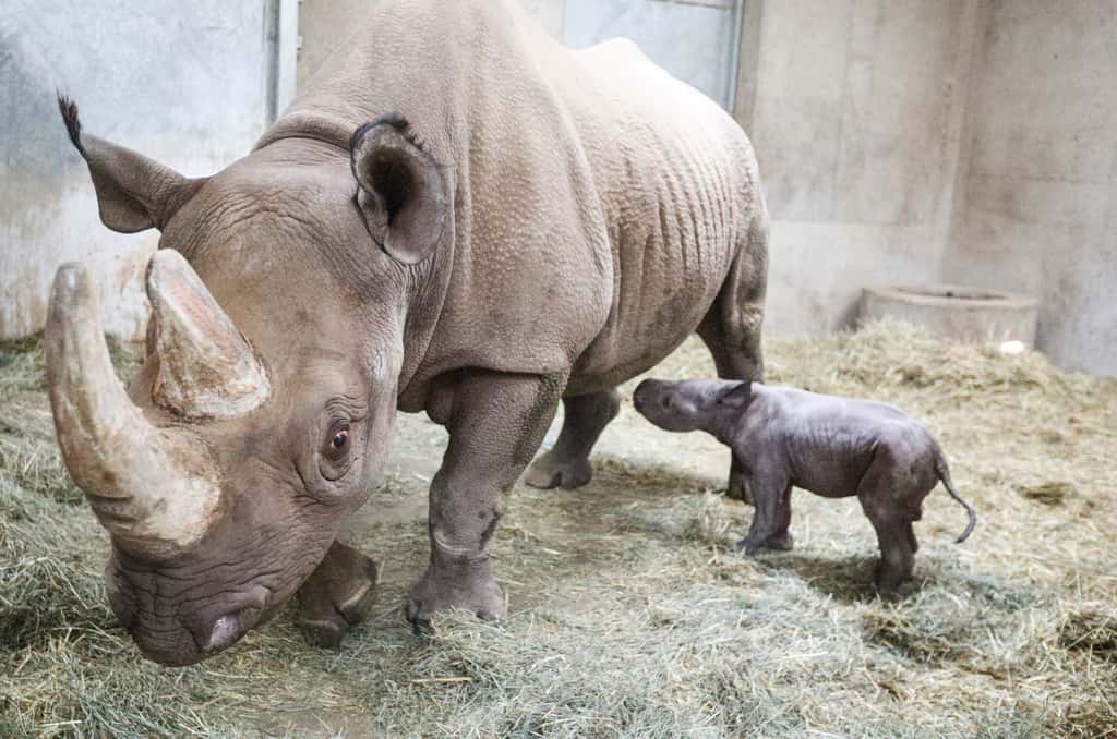 Les premiers pas du jeune rhinocéros noir au zoo de <em>Potter Park</em>. © <em>Potter Park Zoo,</em> Facebook