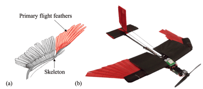Des ingénieurs de l’École polytechnique fédérale de Lausanne (Suisse) ont imaginé un drone doté d’ailes rétractables et recouvertes de plumes. De quoi le rendre plus maniable et lui permettre de mieux s’adapter à différentes conditions de vol (vents, obstacles, etc.). La figure (a) montre le squelette (<em>Skeleton</em>) d'une aile d'oiseau avec ses plumes et, en rouge, sa partie la plus mobile, les rémiges primaires (<em>Primary flight feathers</em>). Le drone de l'EPFL reproduit partiellement cette structure. © École polytechnique fédérale de Lausanne