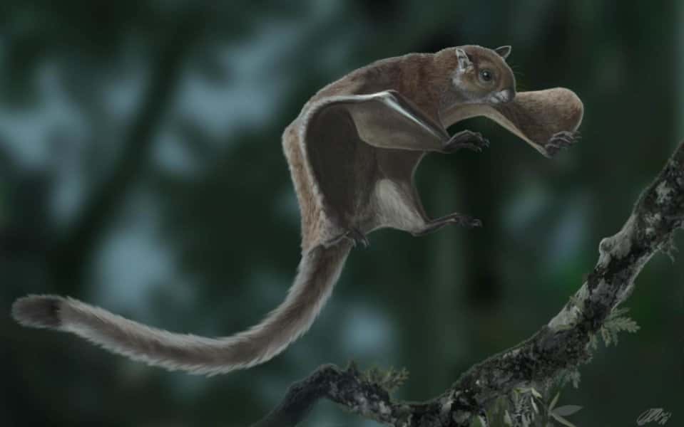 Reconstitution de l’écureuil volant fossile <em>Miopetaurista neogrivensis</em>, dont l’analyse apporte un nouvel éclairage sur l’origine et l’évolution des écureuils volants. © Oscar Sanisidro, CC By-NC-SA 4.0