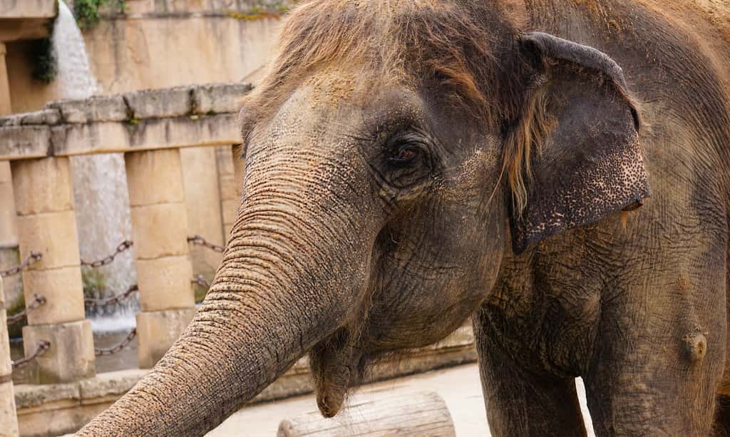 Éléphants d’Afrique et éléphants d’Asie (ici en photo) sont des espèces différentes. Ils ne peuvent pas se reproduire entre eux. D’ailleurs, l’éléphant d’Afrique compte 20 vertèbres alors que l’éléphant d’Asie en a 21 ! © kirahoffmann, Pixabay, CC0 Public Domain