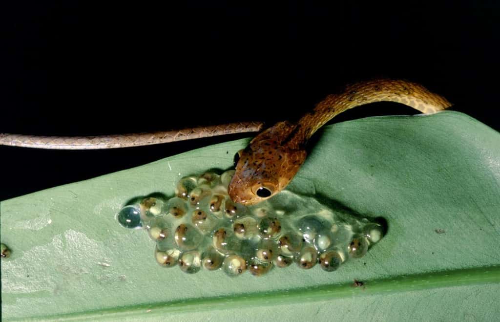 Les embryons des grenouilles arboricoles aux yeux rouges (<em>Agalychnis callidryas</em>) ressentent les vibrations produites par l'approche des prédateurs et éclosent instantanément. © Karen Warkentin