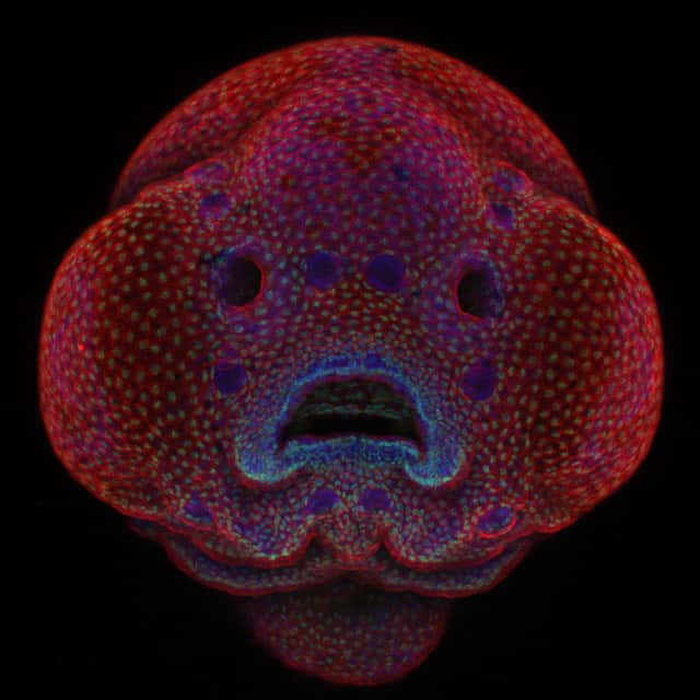Un embryon de poisson-zèbre âgé d’à peine 4 jours et grossi 10 fois. © Oscar Ruiz, <em>University of Texas</em>