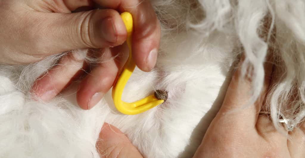 Les tiques se plantent de préférence en périphérie des oreilles, près de la truffe, dans le cou, sur la face interne des membres ou entre les doigts du chien. Pour les enlever, rien de tel que le tire-tiques, en jaune sur la photo. © alco81, Fotolia