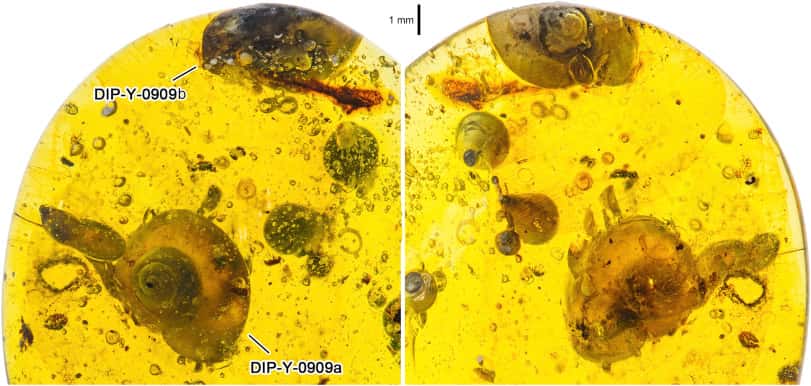 Le morceau d’ambre contient deux escargots, dont un (en bas) avec le corps étiré à l’extérieur de sa coquille. © Xing et al.,<em> Cretaceous Research, </em>2018