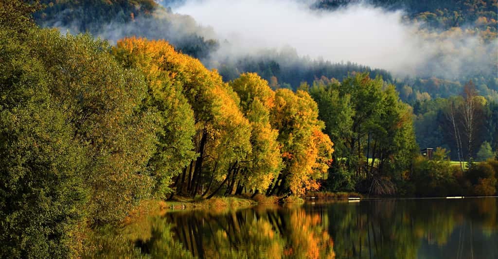 Quand l’automne arrive, la forêt tempérée se pare de belles couleurs. © Mikali, Pixabay, CC0 Creative Commons