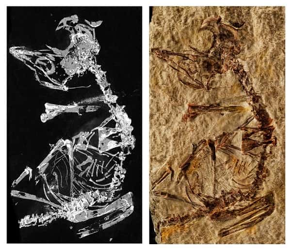 Le fossile révélé par imagerie au rayonnement synchrotron grâce au phosphore qu’il contient (à gauche) et une photographie du fossile (à droite). Il est aujourd’hui entreposé au Musée de Paléontologie de Castille-La Manche, en Espagne. © Fabien Knoll <em>et al.</em>, 2018