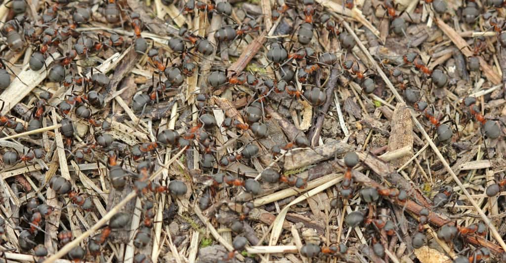 Les <em>Formica sanguinea</em> font partie du sous-genre <em>Raptiformica</em>. Elles réduisent les fourmis du sous-genre <em>Serviformica</em>, comme les <em>Formica fusca</em>, en esclavage. © Schmutzler-Schaub, Fotolia