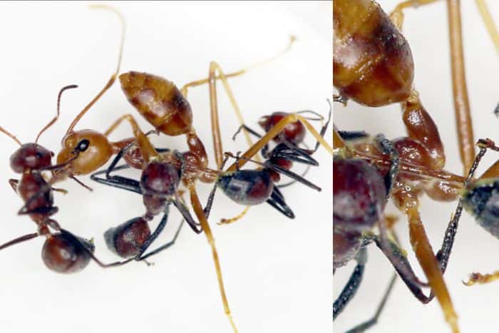 Trois fourmis kamikazes attaquent une fourmi ennemie. Le zoom de droite laisse découvrir la substance jaune toxique expulsée par leur abdomen. © Alexey Kopchinskiy, Université de Vienne