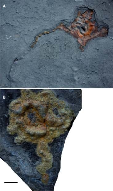 Macrofossiles pyritisés montrant des morphotypes allongés partiellement sinueux (environ 17 cm pour le spécimen du haut), composés de deux parties connectées. Barre d’échelle 1 cm. © CNRS, Abderrazak El Albani 
