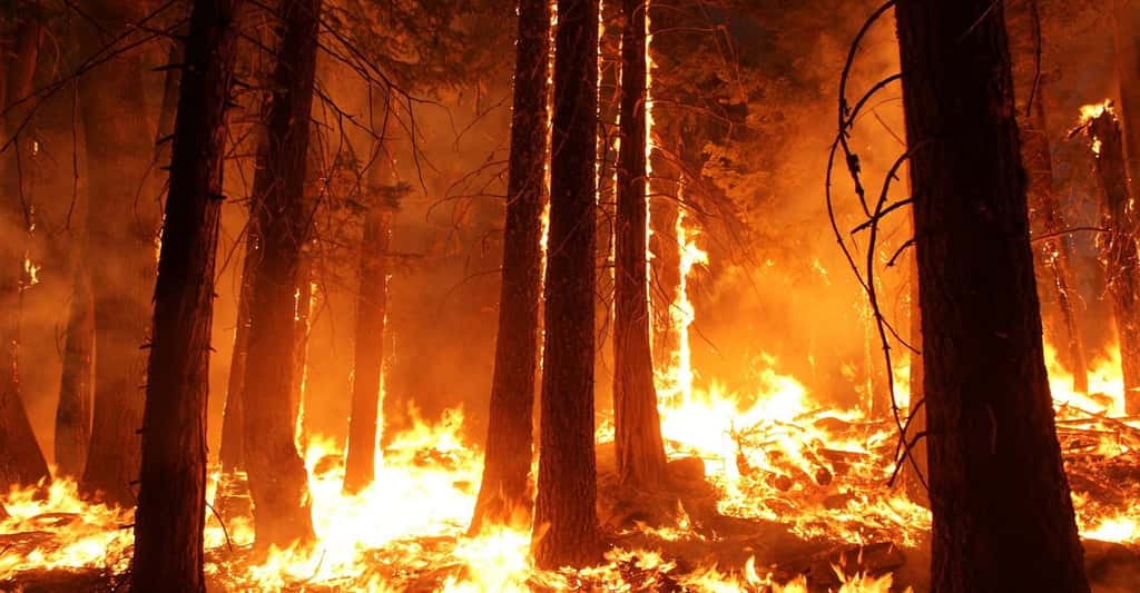 En 2017, la hausse des températures consécutive à l’accumulation de gaz à effet de serre dans l’atmosphère a participé à la multiplication des feux de forêt partout dans le monde. Aux États-Unis, ce sont 4 millions d’hectares de forêts qui sont partis en fumée. © Skeeze, Pixabay, CC0