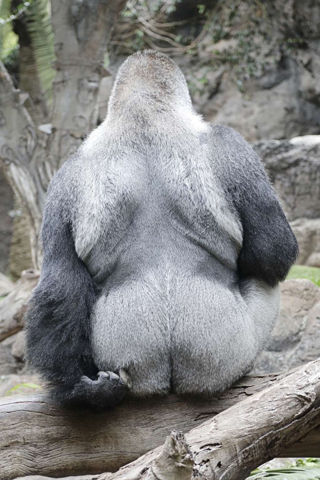 Dans un groupe de gorilles, le mâle dominant est surnommé « dos argenté » en raison d'une zone de poils blancs sur son dos. Au cœur de certains grands groupes, deux mâles peuvent être dominants. © Raquel Pedrosa, Adobe Stock