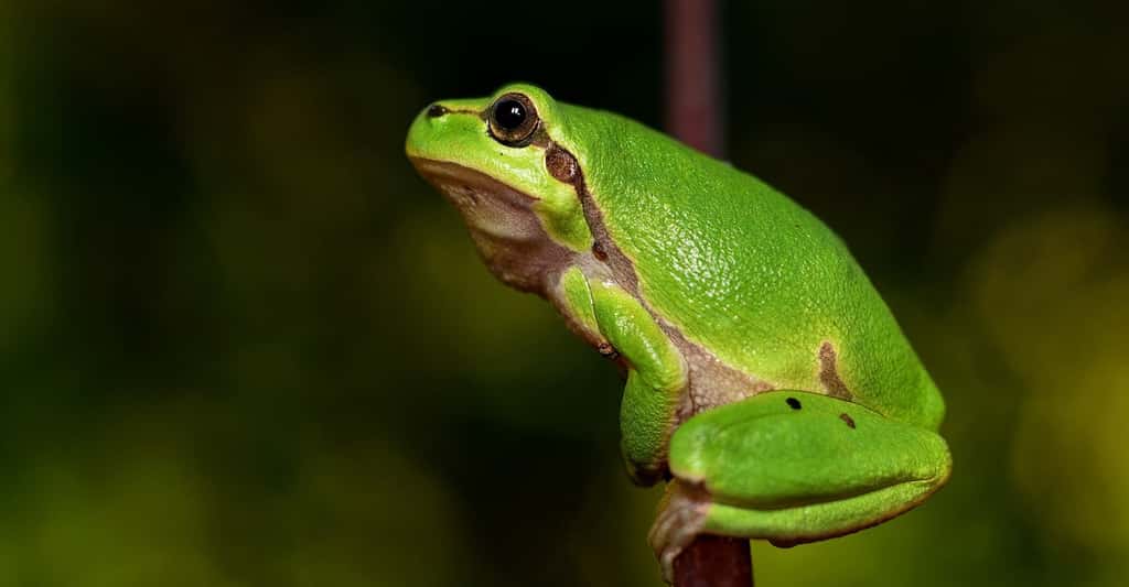 La peau de la grenouille est généralement plutôt lisse. © BubbleJuice, Pixabay, DP