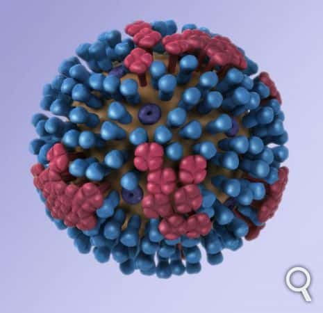 La grippe est une maladie infectieuse provoquée par un virus du genre <em>Influenza</em>. Les conséquences de l’infection seraient plus sévères chez les femmes. © Dan Higgins, CDC, DP