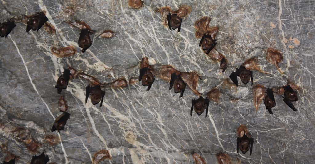 Les chauves-souris trouvent refuge dans les grottes. © Philippe, Fotolia