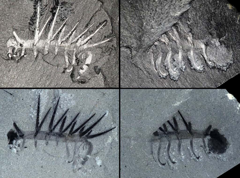 <em>Hallucigenia sparsa</em> (USNM 83935) – Holotype (empreinte, colonne de gauche, et contre-empreinte, colonne de droite). Spécimen complet avec ses épines et ses pattes ; la zone noire dans la région postérieure du corps, initialement considérée comme la tête, est peut-être un exsudat (image du bas, à droite). Sur l'image du bas à gauche, la tête se trouve en réalité à l'autre extrémité du spécimen, à droite. Longueur approximative du spécimen : 28 mm. Spécimen sec, lumière directe (rangée du haut) ; spécimen humide, lumière polarisée (rangée du bas). Carrière Walcott. © <em>Smithsonian Institution</em> – Musée national d'histoire naturelle. Photos : Jean-Bernard Caron