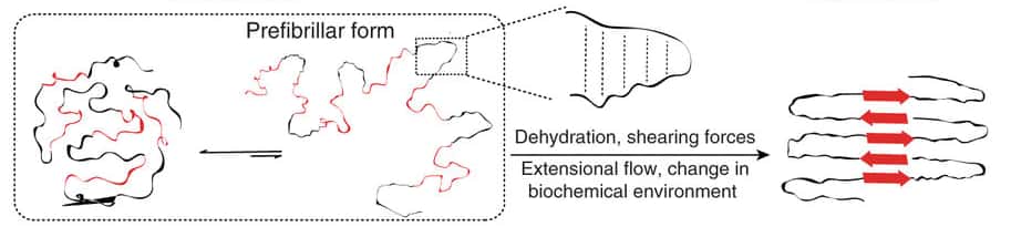 L’étude des chercheurs japonais révèle deux populations structurales majeures. En noir, les hélices polyproline de type II qui semblent être les précurseurs (<em>prefibrillar form</em>) des fibres de soie. Soumises à des changements dans leur environnement biochimique (<em>dehydration</em> = déshydratation, <em>shearing forces</em> = forces de cisaillement, <em>extensional flow</em> = flux extensionnel), elles génèrent les fibres de soie d’araignée que nous connaissons. © Nur Alia Oktaviani, RIKEN