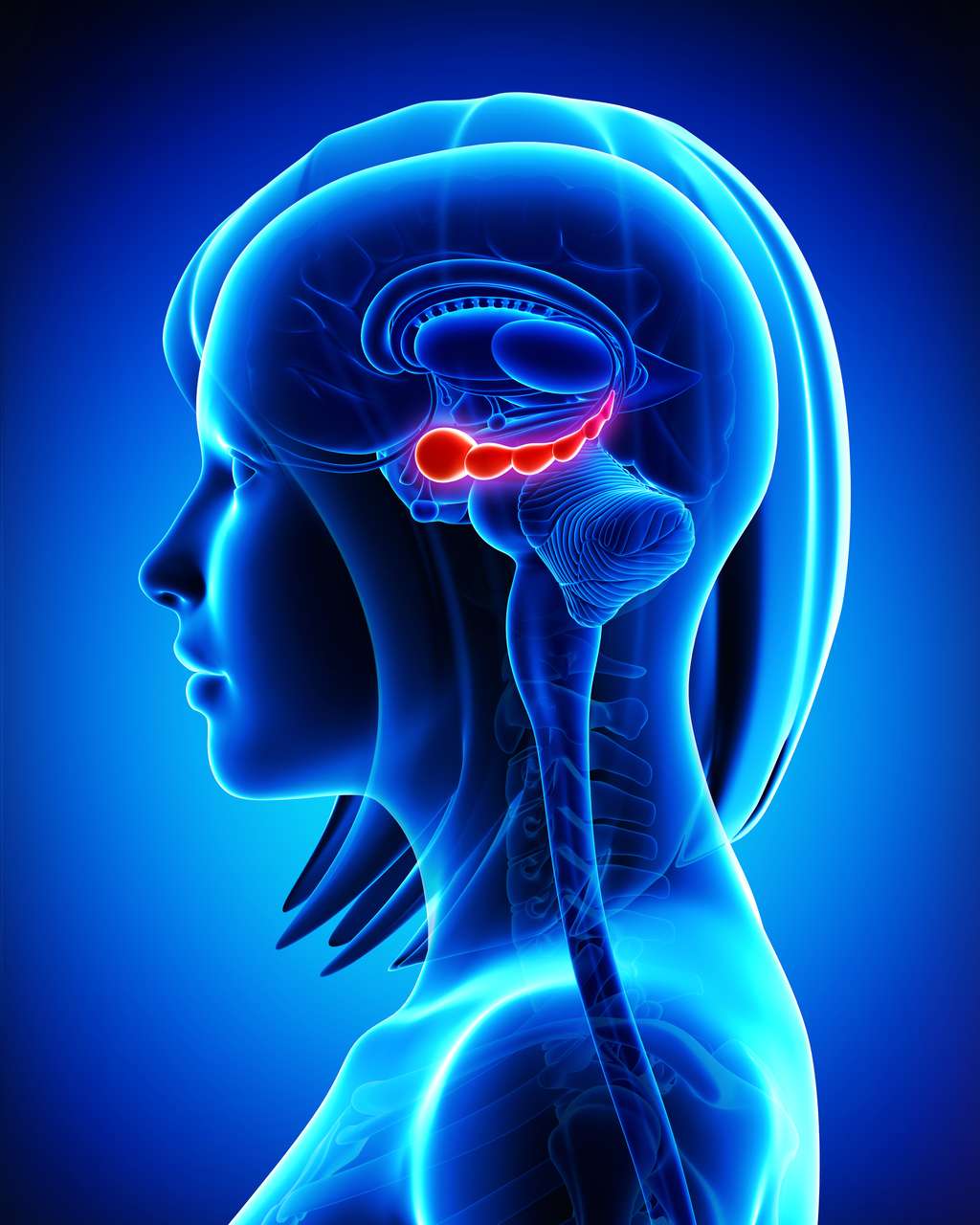 L'hippocampe, une structure du cerveau, joue un rôle majeur dans l'apprentissage et la mémoire. © pankajstock123, Adobe Stock