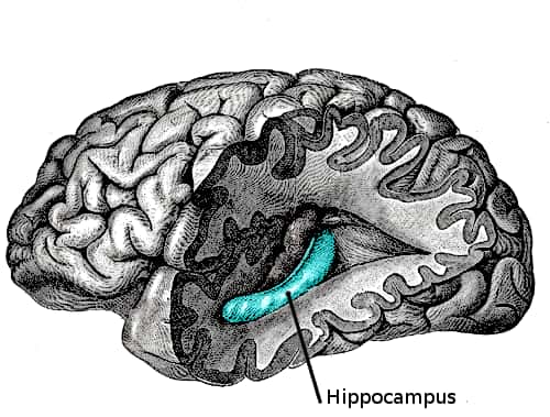 L'hippocampe (<em>hippocampus</em>) est une région cérébrale centrale dans la formation de la mémoire. Cette étude montre que le gyrus denté, une région de l’hippocampe, joue un rôle dans le processus de mémoire contextuelle. © Looie496, Wikipédia, DP