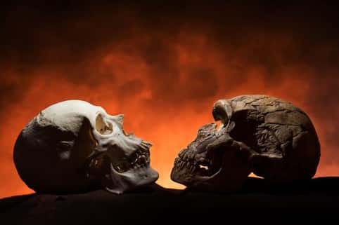 À gauche, un crâne d'Homme moderne (<em>Homo sapiens</em>), avec menton, et, à droite, un crâne d'Homme de Néandertal (cousin d'<em>Homo sapiens</em>), sans menton. © Tom Schoon, université de l’Iowa