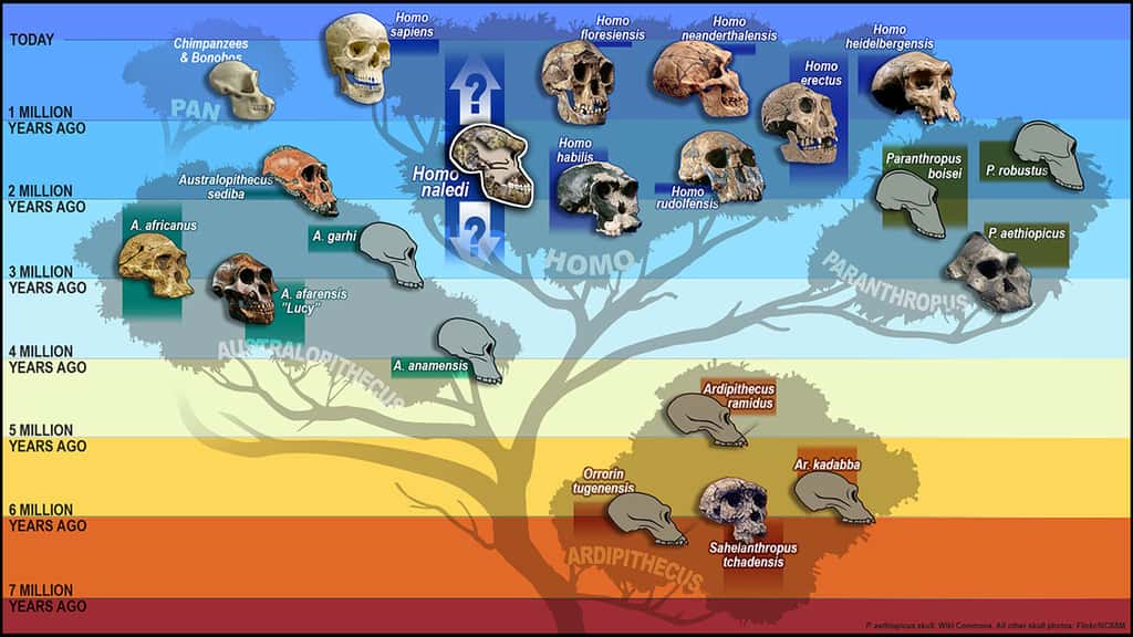 Où se place <em>Homo naledi</em> dans l'arbre généalogique des hominines ? L'absence de datation empêche pour le moment de la savoir. Des contaminations dans la grotte rendent cette datation difficile et trois méthodes ont échoué. On attend les résultats d'une quatrième. © <em>University of Wisconsin </em>