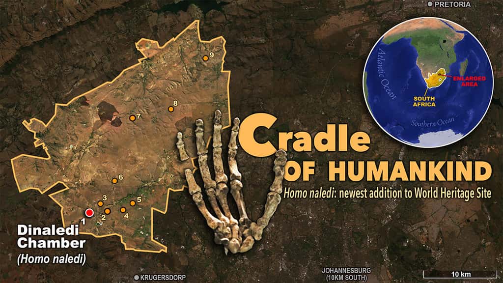 Le « berceau de l'humanité » (<em>Cradle of Humankind</em>) est un paysage vallonné d’Afrique du Sud composé de crêtes de calcaire dolomitiques associées à des prairies dans les vallées, des cours d’eau et de nombreuses sources naturelles. Les grottes de calcaire de cette région renferment près du tiers des fossiles d'hominine découverts. Parmi les sites les plus connus il y a Sterkfontein, Swartkrans et le site du crâne fossile de Taung un spécimen de l’espèce <em>Australopithecus Africanus</em> découvert en 1924. Les fossiles mis au jour ont permis l’identification de plusieurs spécimens des premiers hominines, vieux de 2,5 à 4,5 millions d’années, ainsi que des preuves de la domestication du feu il y a de 1,8 à 1 million d’années. ©<em> University of Wisconsin </em>