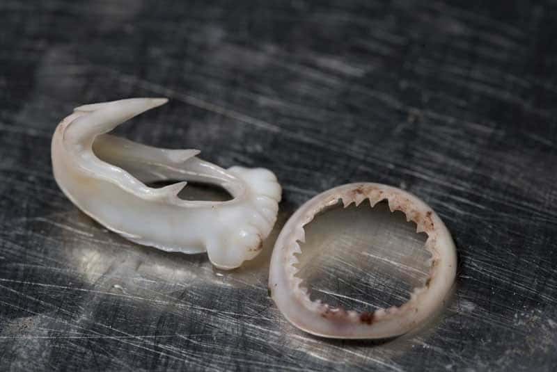 En plus des traditionnelles ventouses dentées, les tentacules du calmar de Humboldt exhibent des crochets acérés. © Te Papa
